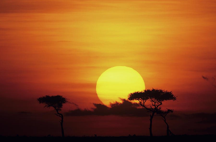 Sun Rising Over Savannah, Masai Mara Photograph by Anup Shah