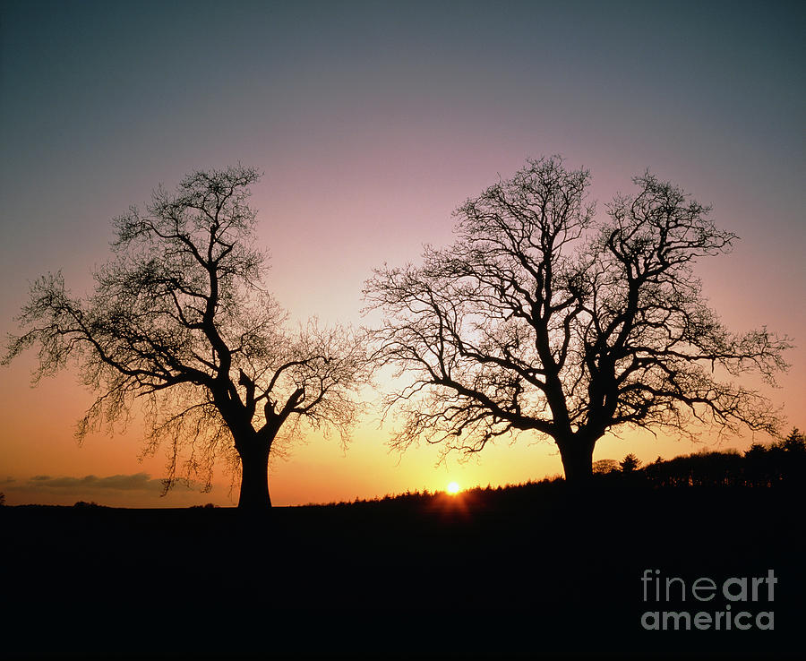 Sun Setting Between Two Oak Trees Photograph by Michael Marten/science Photo Library