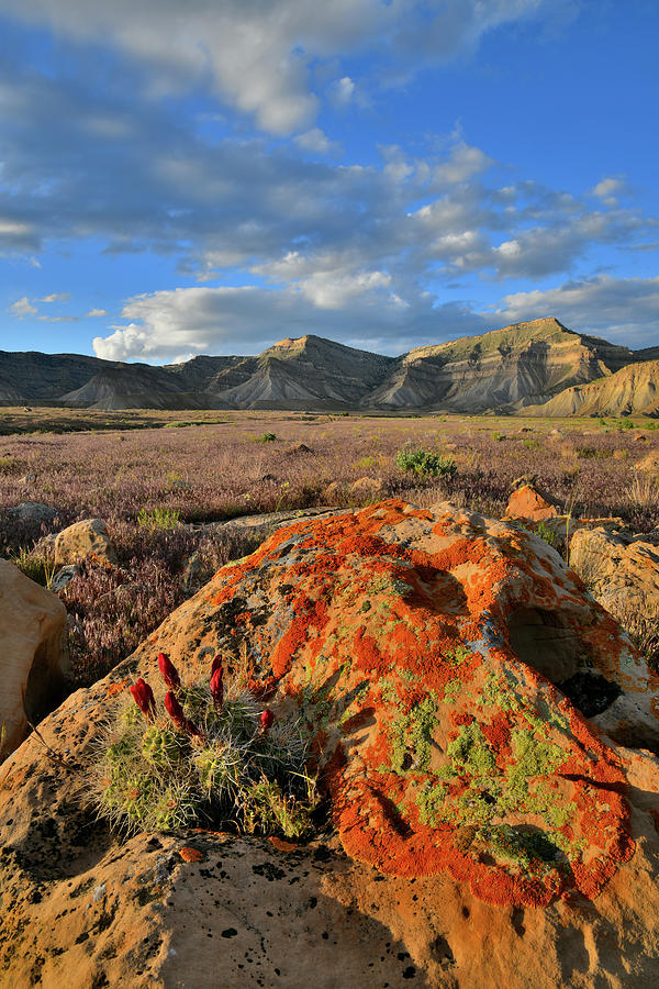 Sun Setting on Boulder and Cacti in Book Cliffs Photograph by Ray Mathis