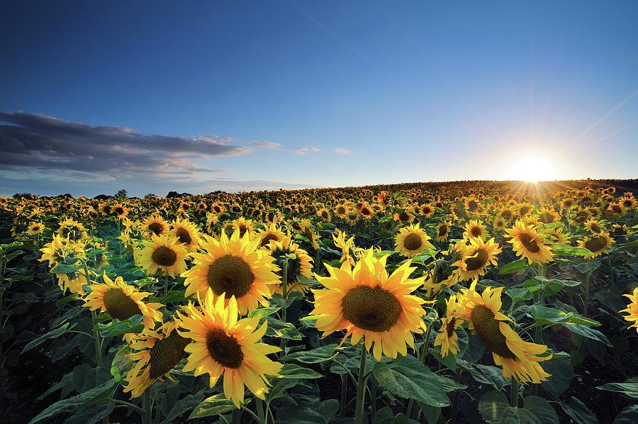 Sun Setting Over Sunflower Field Photograph by Andreas Jones