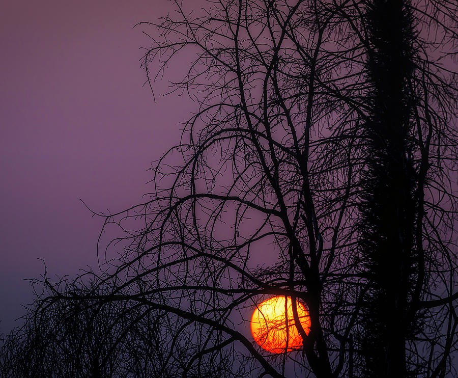 Sun Setting Through Trees Photograph by Garry Gay