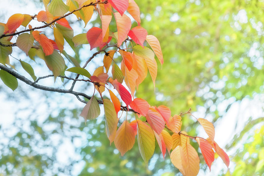 Sun shines through colorful autumn leaves at Maruyama Park in Ky by Daniela Constantinescu Sun shines through colorful autumn leaves at Maruyama Park in Ky by Daniela Constantinescu