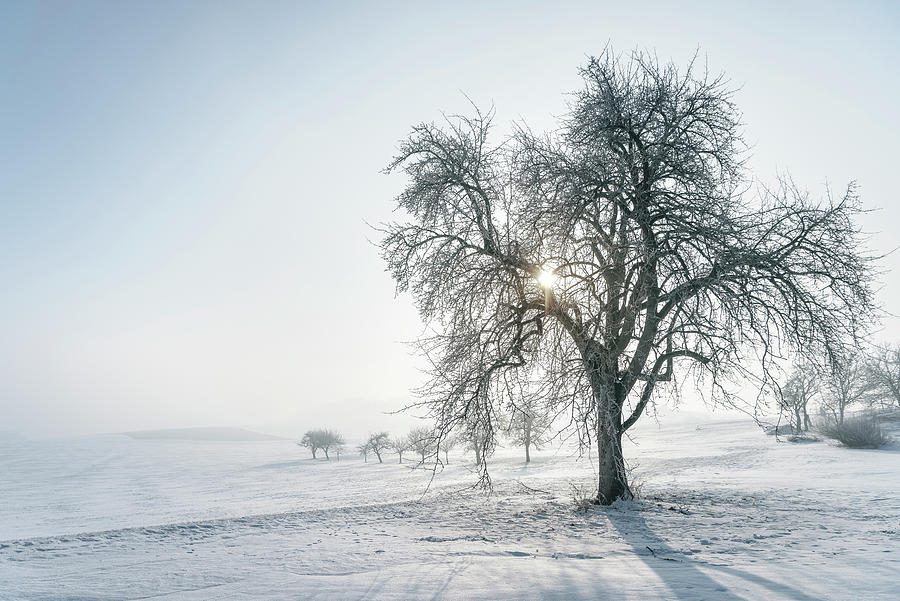 Sun Shines Through Tree At Foggy Winter Landscaoe Nearby Bopfingen, Ostalb District, Swabian Alb, Baden-wuerttemberg, Germany Photograph by Gnther Bayerl