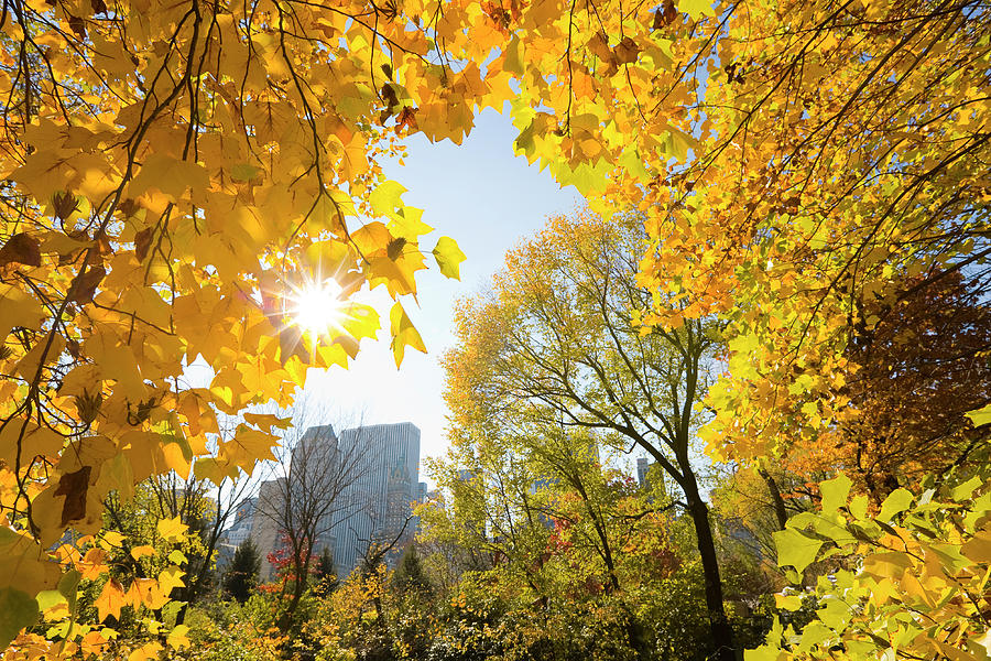 Sun Shining Behind Autumn Yellow Leaves Photograph by Toshi Sasaki