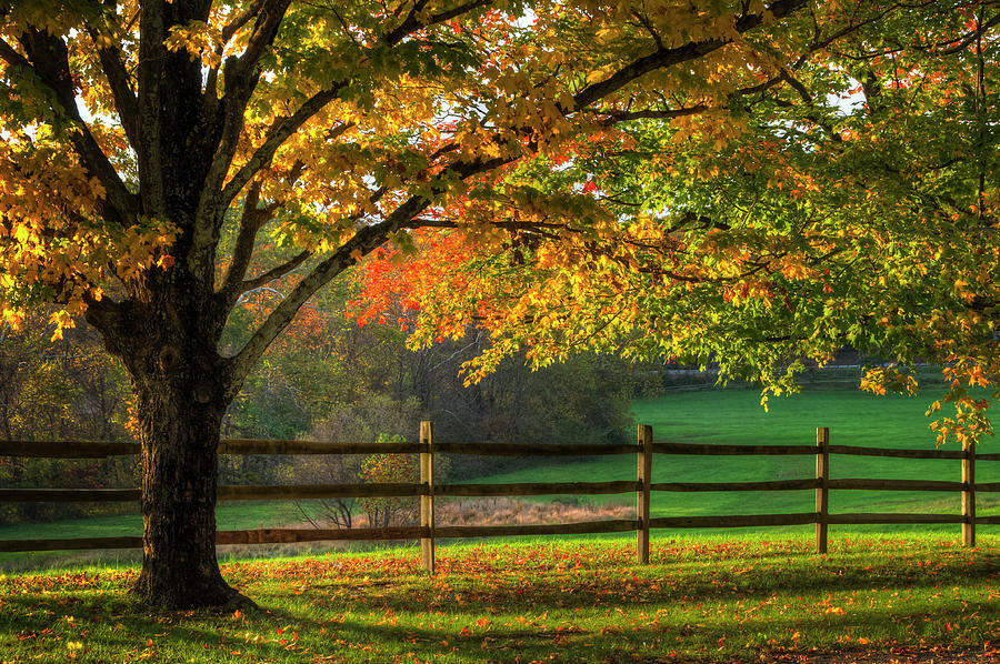Sun Shining Down On Fenced In Autumn Photograph by Ogphoto