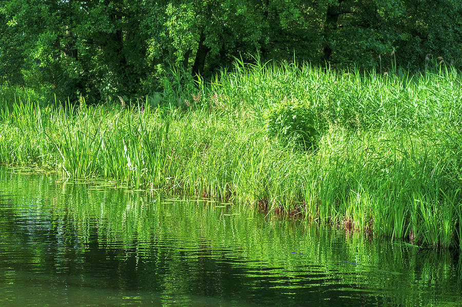 Sun shining on green grass in the Spreewald Photograph by Sun Travels