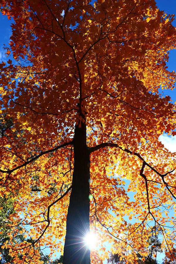 Sun Shining on Side of Fall Tree Photograph by Kris Notaro