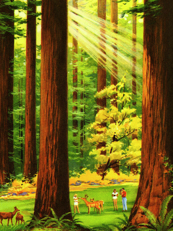Deer Drawing - Sun Shining Through the Forest by CSA Images