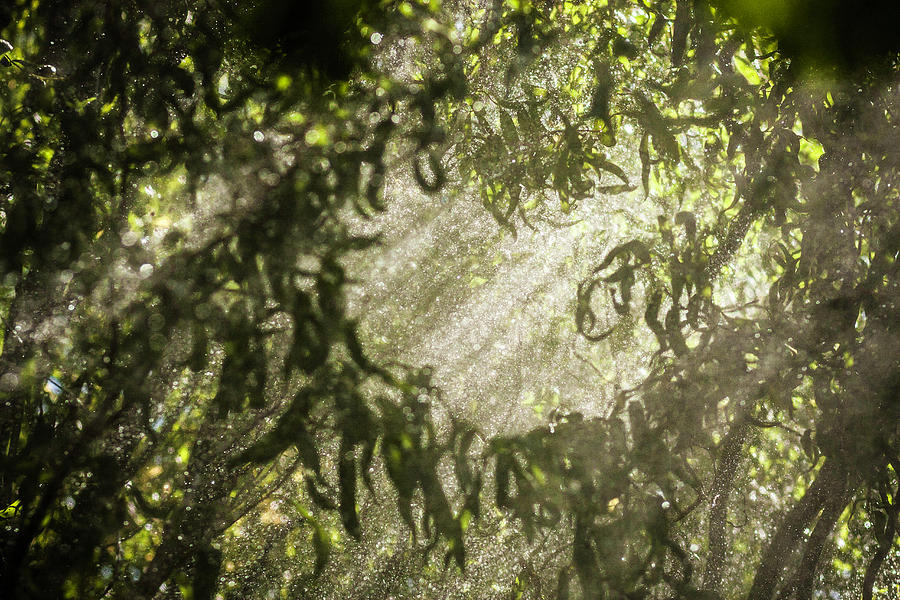 Sun Shining Through Tree Branches Photograph by Manuel Sulzer