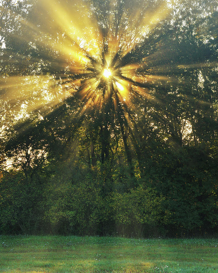 Sun Shining Through Tree Photograph by Raimund Linke