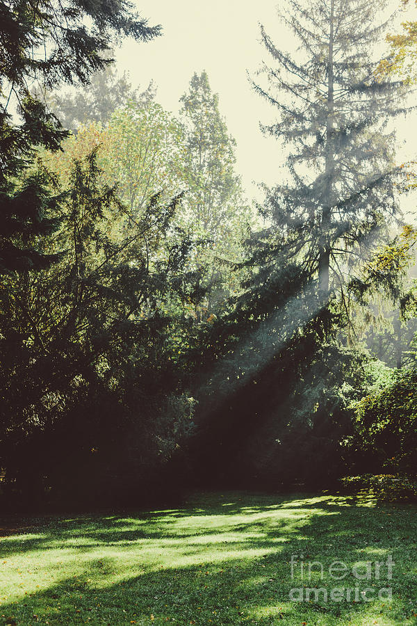 Sun shining through trees in the park. Photograph by Michal Bednarek