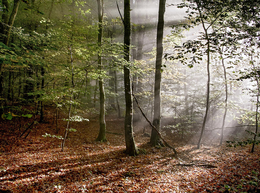 Sun Streaming Through Autumn Trees In A by Eric Larrayadieu