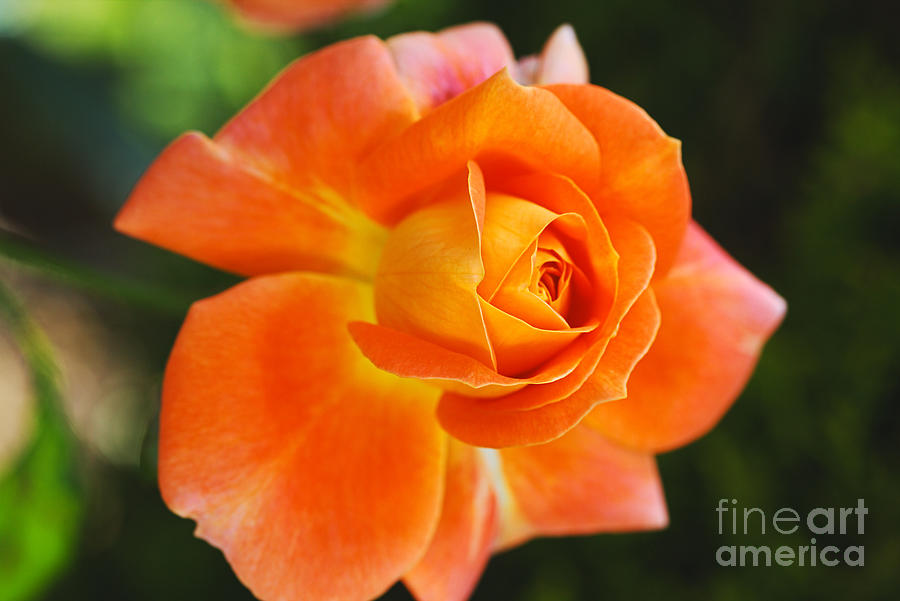 Sun Summer Orange Rose Photograph by Joy Watson