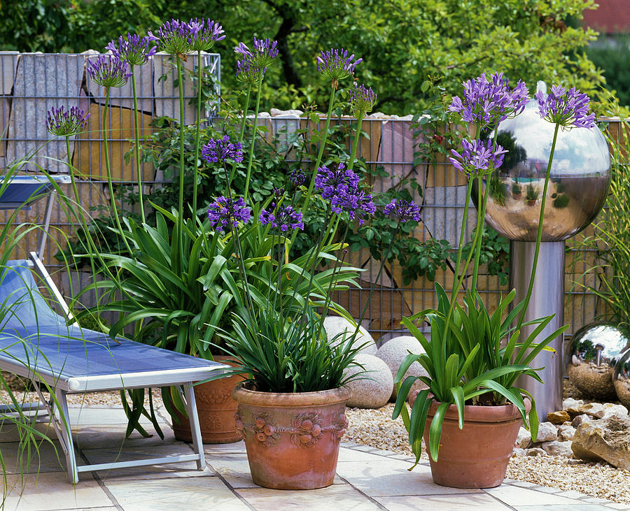 Sun Terrace With Agapanthus african Ornamental Lily Photograph by Friedrich Strauss