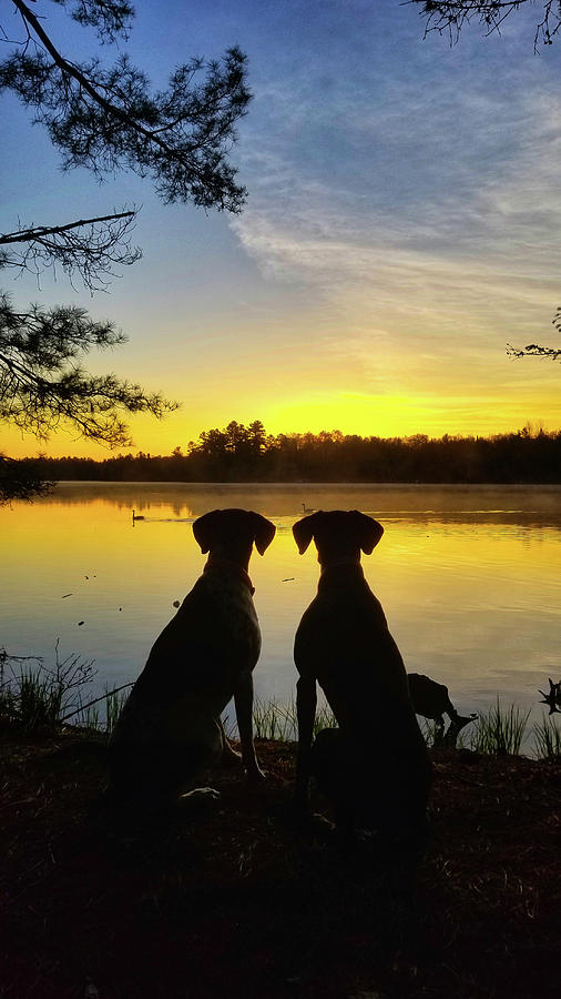 Sun Up Pups Photograph by Brook Burling