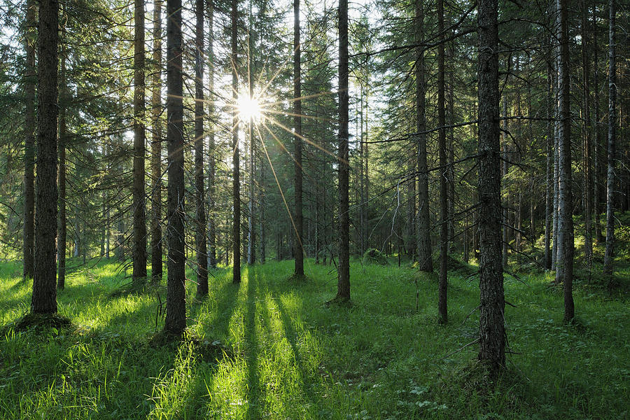 Sun With Sunbeams In Forest Photograph by Martin Ruegner