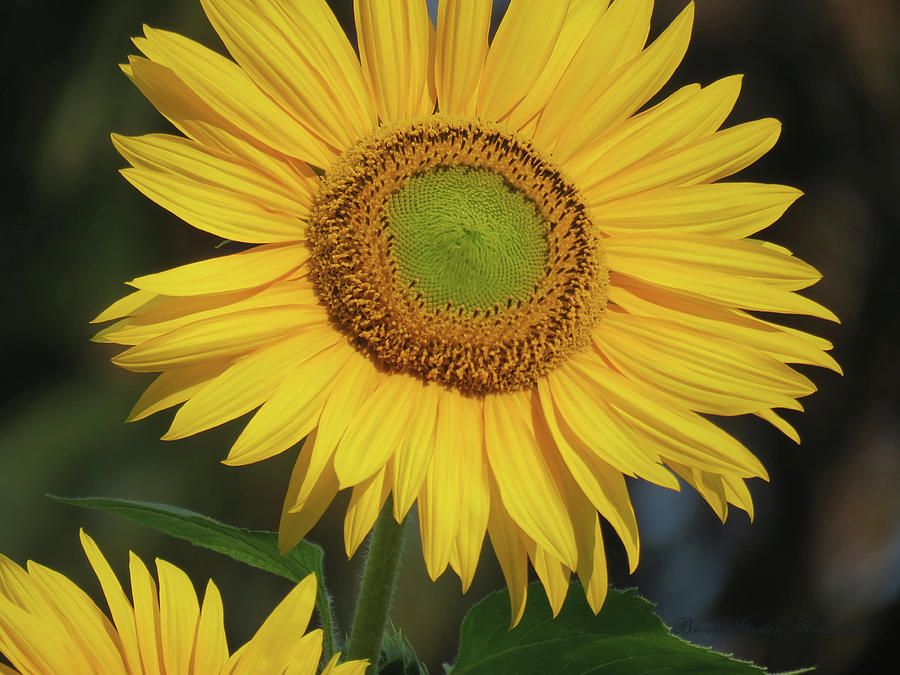 Sun Worshiper - Sunflower Art - Floral Photography - Macro Photograph by Brooks Garten Hauschild