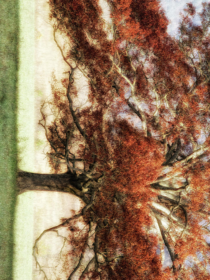 Landscape Photograph - Sunbathed Oak I by Danny Head