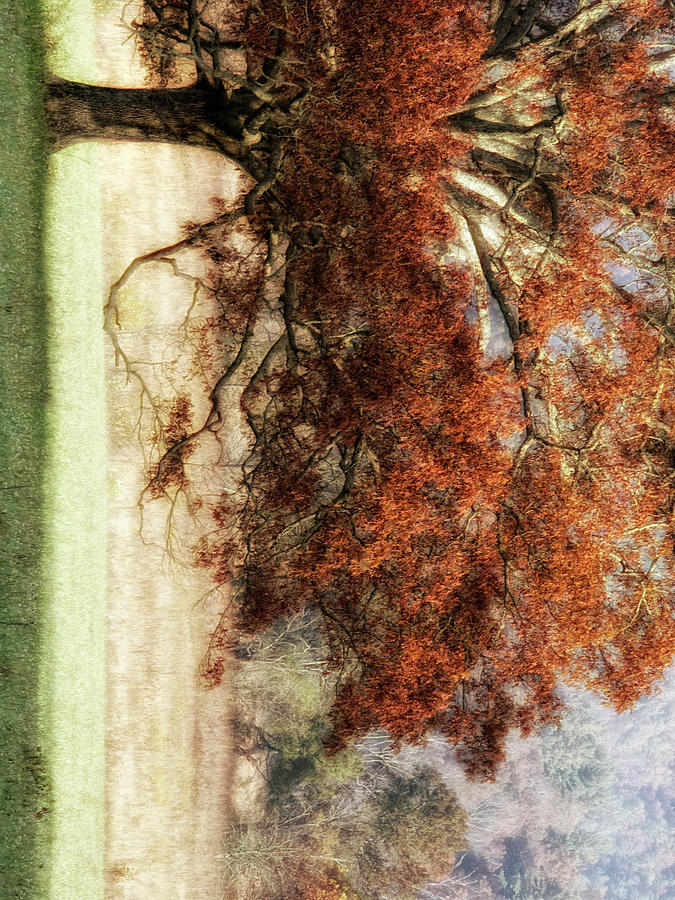 Landscape Photograph - Sunbathed Oak II by Danny Head