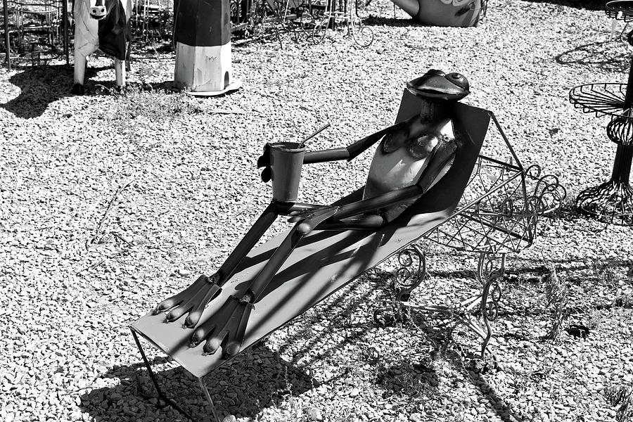Sunbathing Frog Photograph by Michiale Schneider