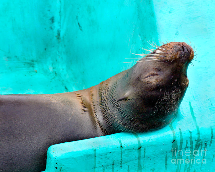 Sunbathing Galapagos Sea Lion Photograph by Catherine Sherman