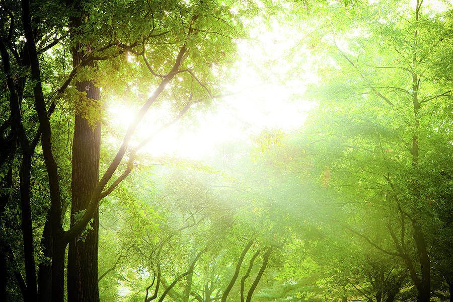 Sunbeam Coming Through Tree Branches Photograph by Pawel.gaul