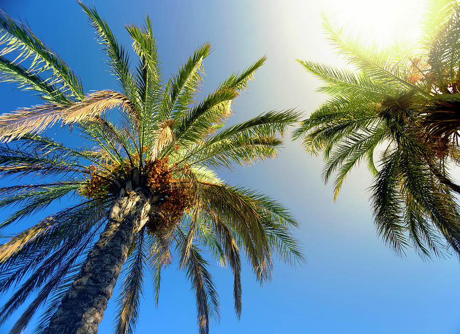 Sunbeam Glaring Through The Palm Trees Photograph by Aylinstock