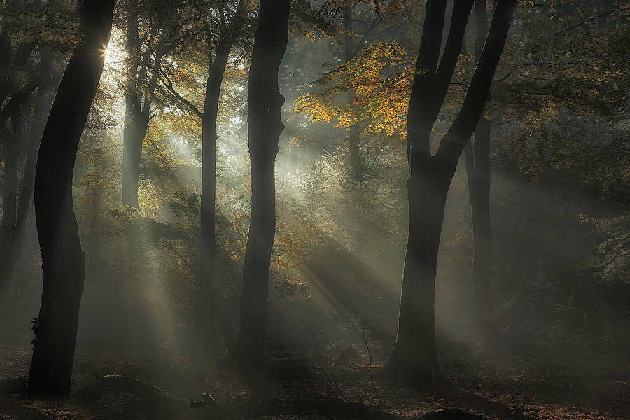 Tree Photograph - Sunbeam by Nel Talen