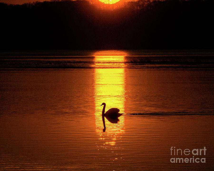 Sunbeam Swan Photograph by Sean Mills