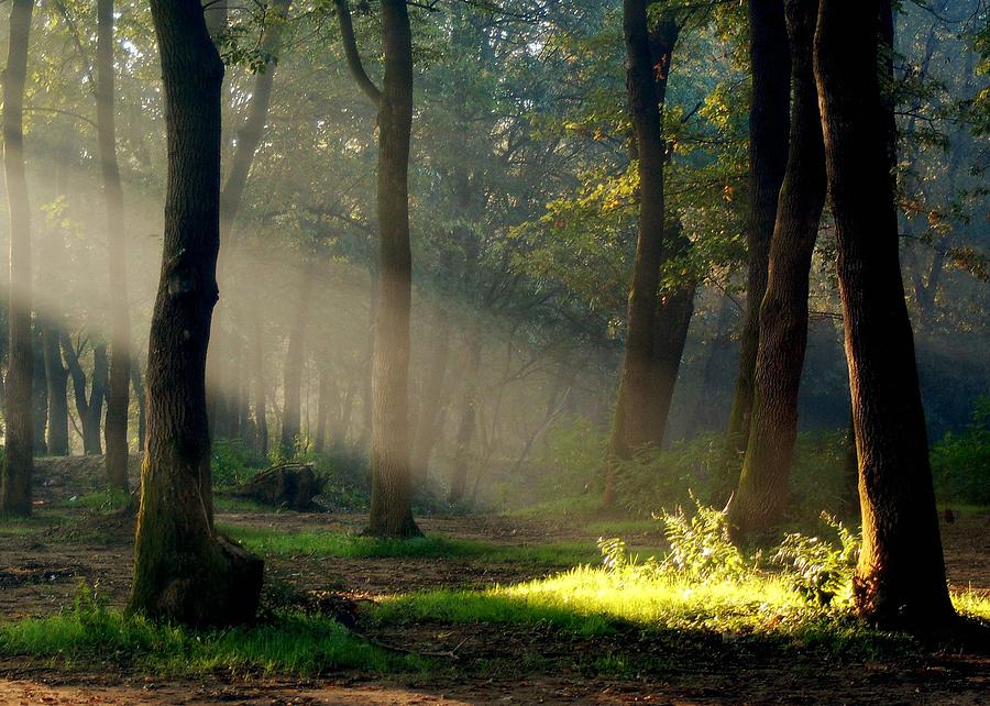 Sunbeam Through Trees by Ulrich Mueller