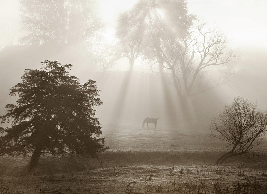 Tree Photograph - Sunbeams And Shadows, Jacksboro, Tennessee ?09 by Monte Nagler