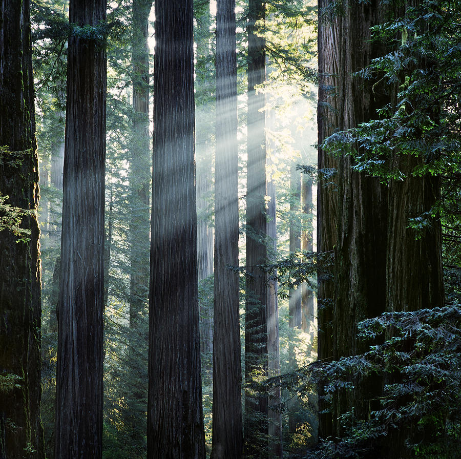 Sunbeams Coming Through Trees In A Photograph by Diane Miller