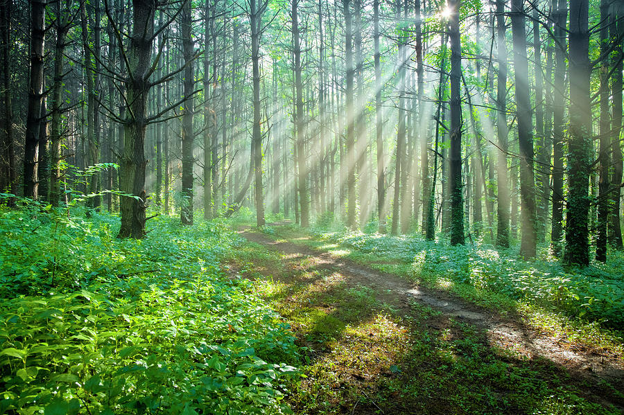Sunbeams Filtering Through Trees On A Photograph by Drnadig