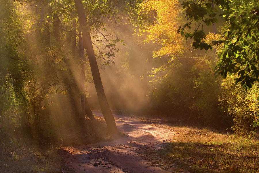 Sunbeams In Bandhavgarh Forest Photograph by Adria  Photography