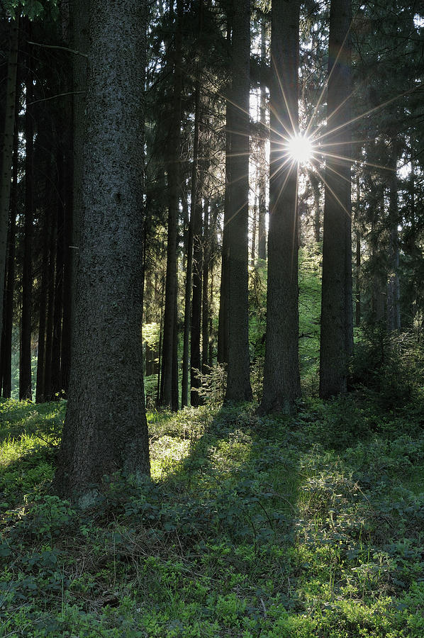 Sunbeams In Forest Photograph by Martin Ruegner