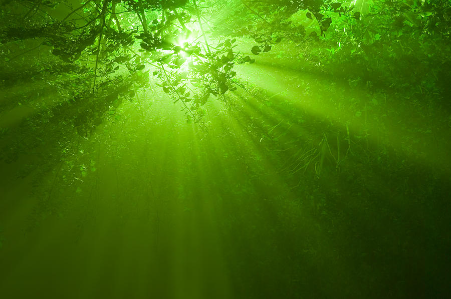 Sunbeams In Mystical Forest Photograph by Zocha k
