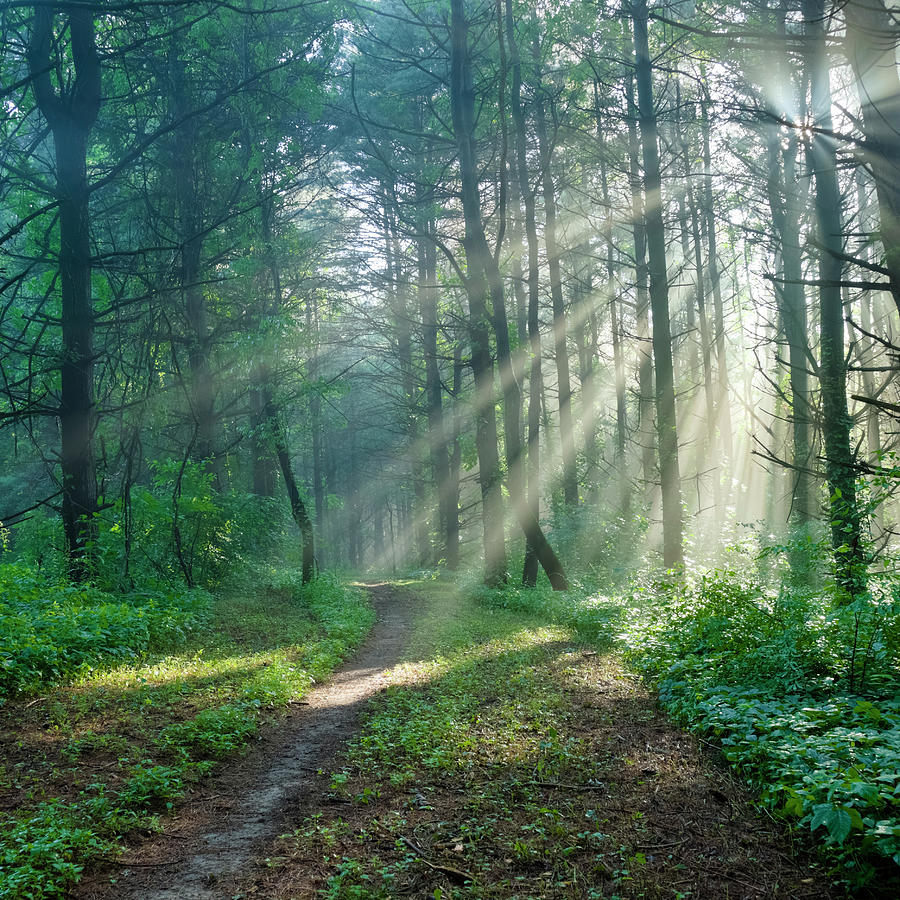 Sunbeams On A Forest Trail Photograph by Drnadig