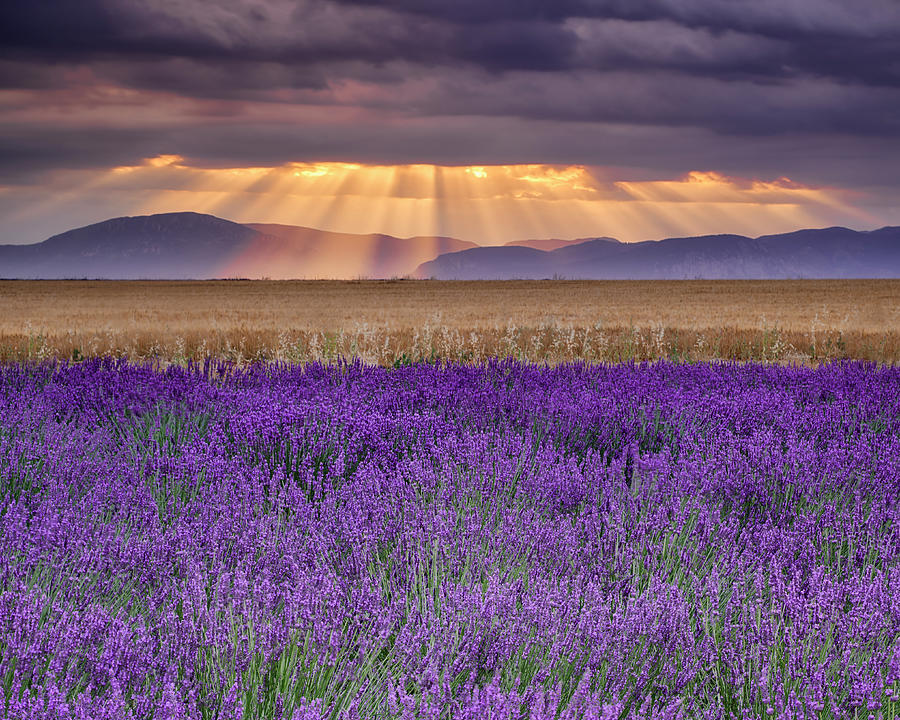 Flower Photograph - Sunbeams Over Lavender by Michael Blanchette Photography