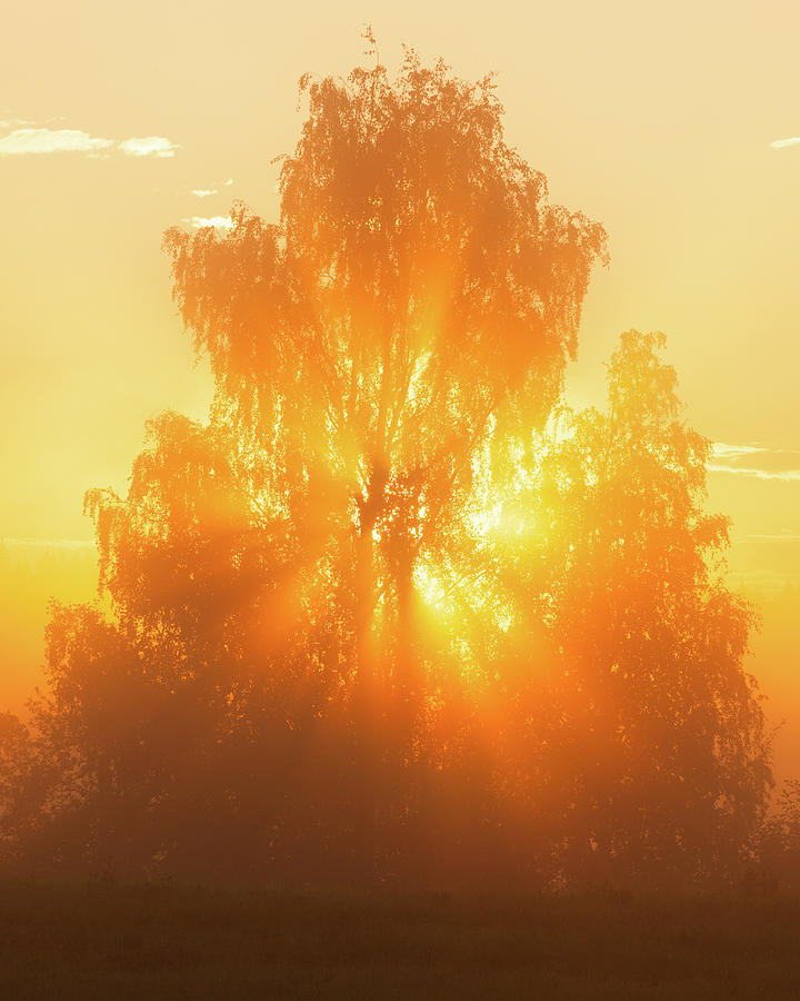 Sunbeams through tree in morning fog Photograph by Juhani Viitanen ...