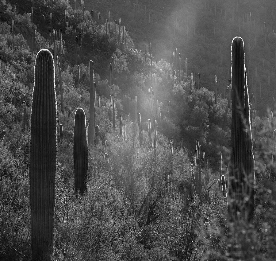 Sunbean And Saguaros Photograph by Tim Fitzharris
