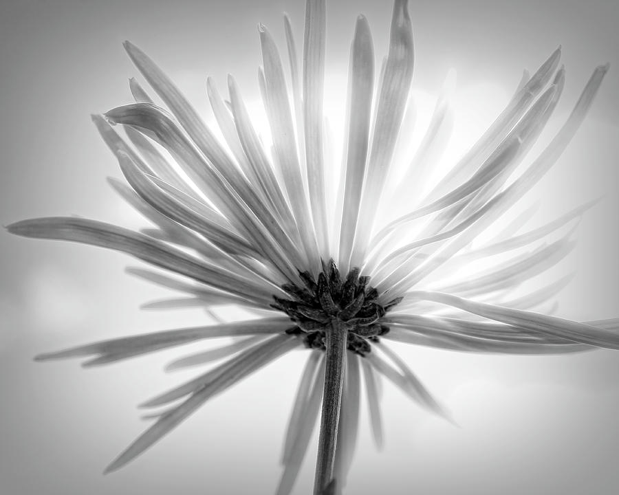 Sunburst Black and White Photograph by Judy Vincent
