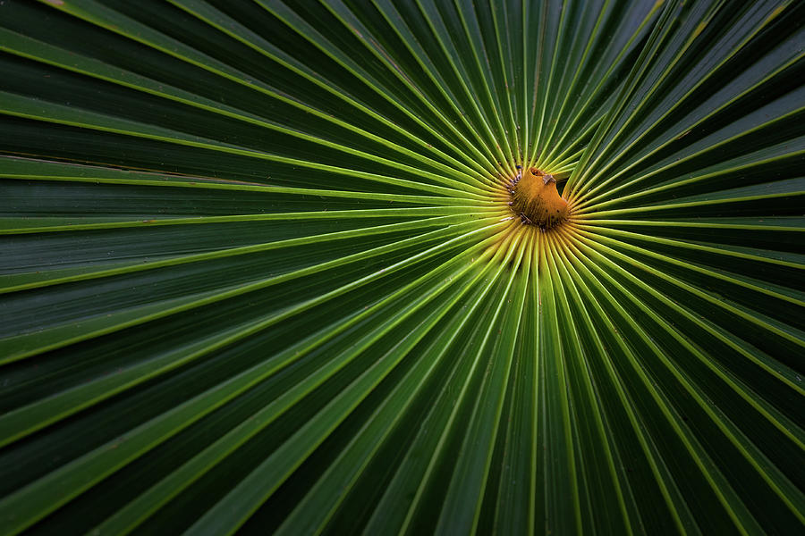 Tropical Photograph - Sunburst by Brian Jackson Tropical Photograph - Sunburst by Brian Jackson