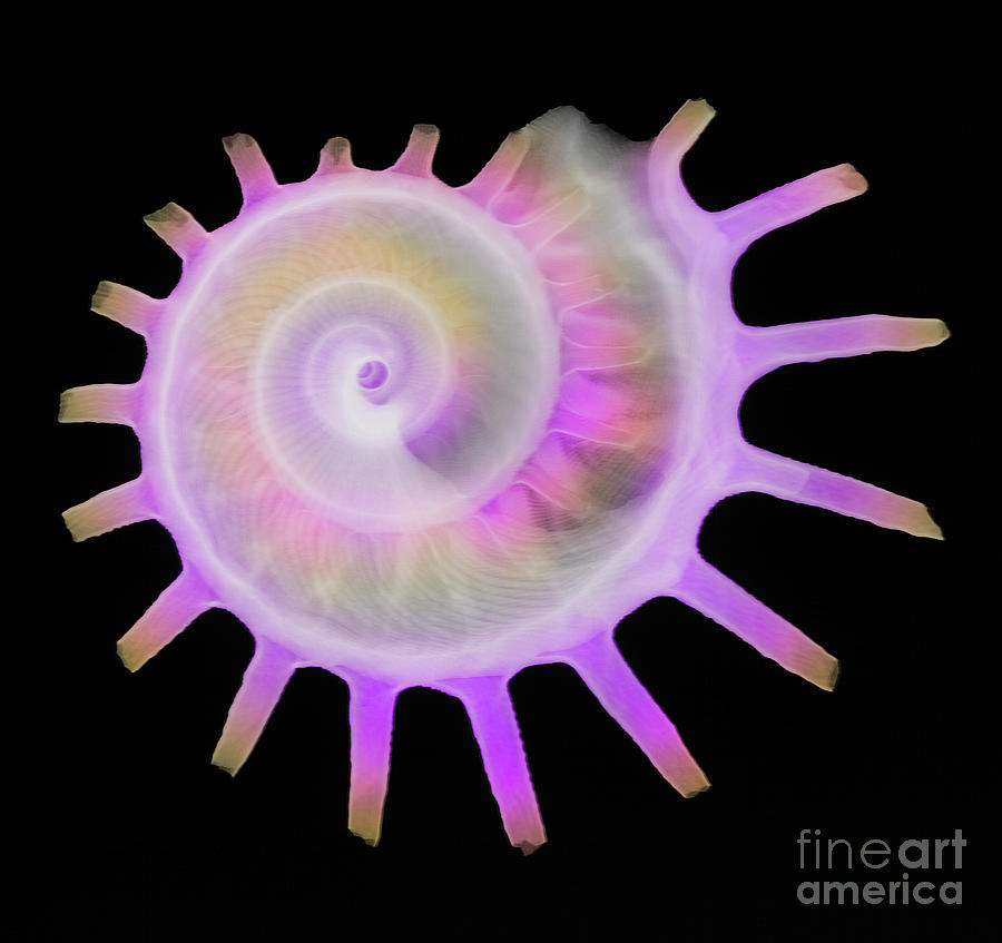Sunburst Carrier Shell Photograph by D. Roberts/science Photo Library
