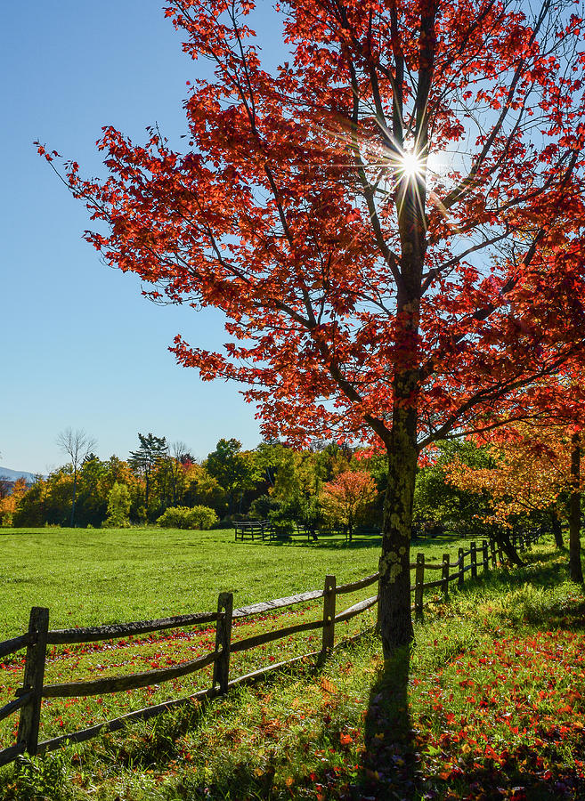 Color Photograph - Sunburst In Fall by Brenda Petrella Photography Llc