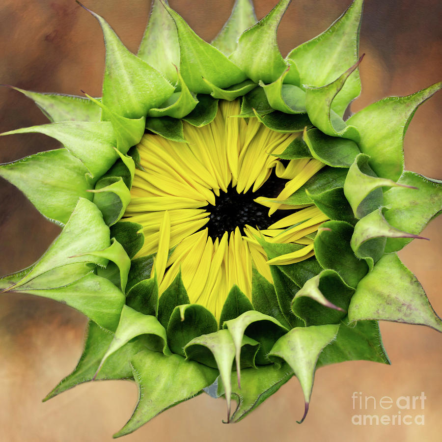 Sunburst by Sabrina L Ryan Sunburst by Sabrina L Ryan
