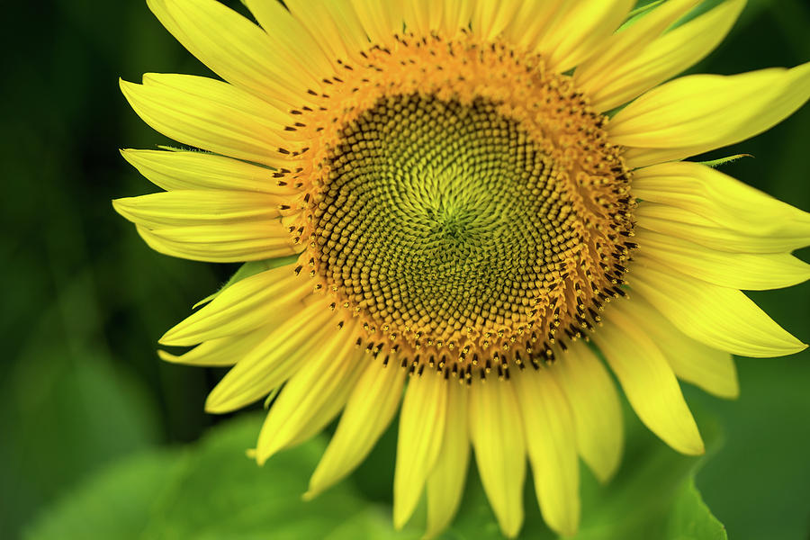 Sunburst Sunflower Photograph by DiGiovanni Photography