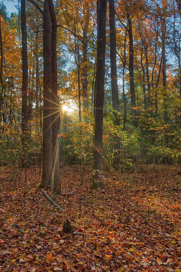 Sunburst Woods Photograph by Robert Hersh