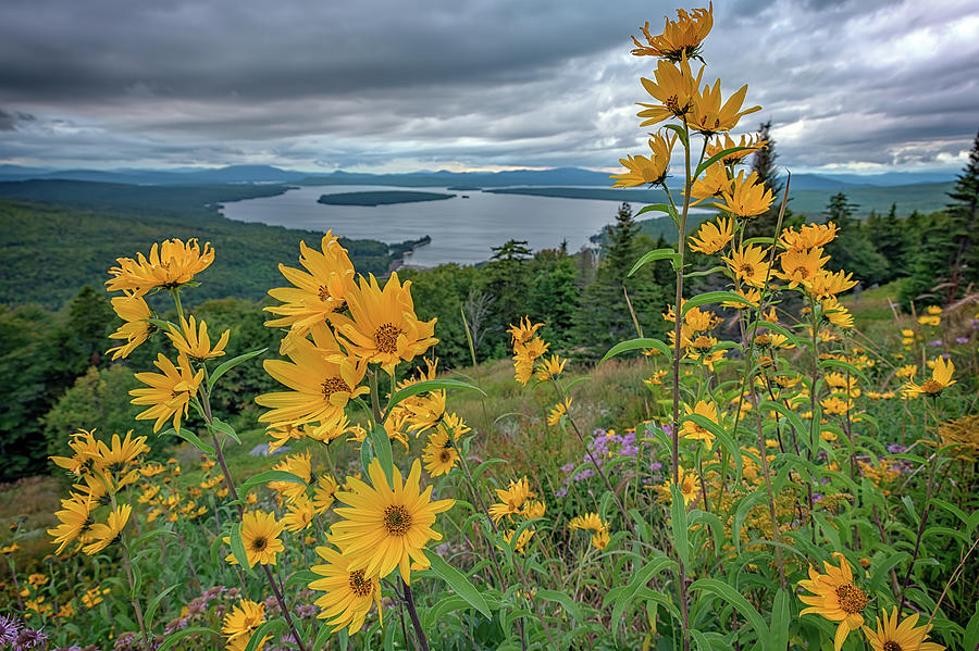 Sunflower Photograph - Sunchokes at Height of Land by Rick Berk
