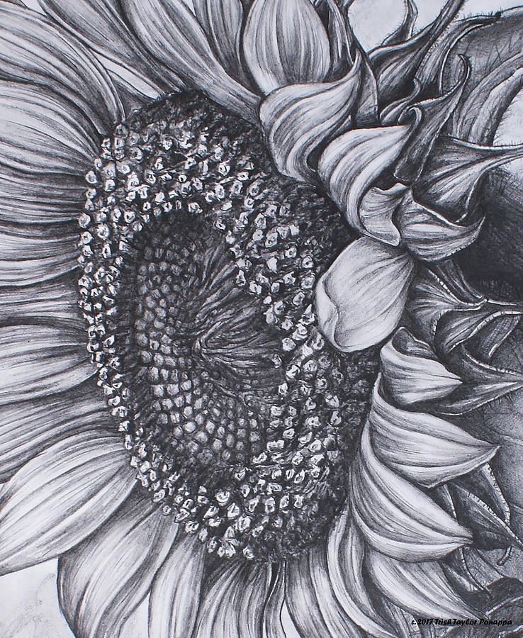 Suncore Drawing by Trish Taylor Ponappa