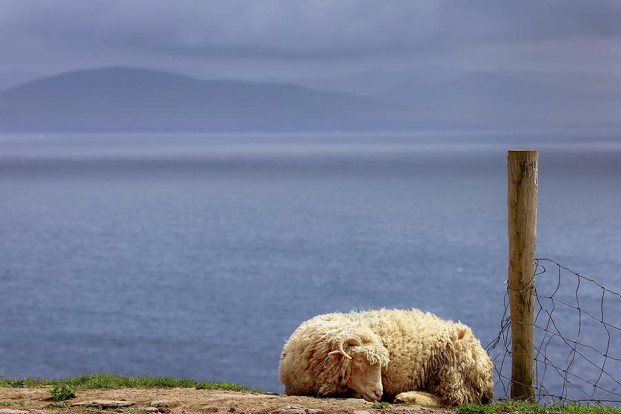 Sunday Afternoon Nap Photograph by Sublime Ireland